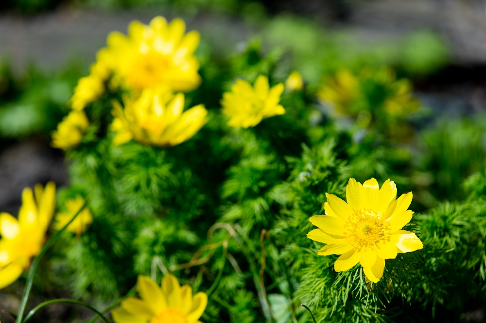 Frühlings-Adonisröschen - Eigenschaften, Zusammensetzung und Merkmale