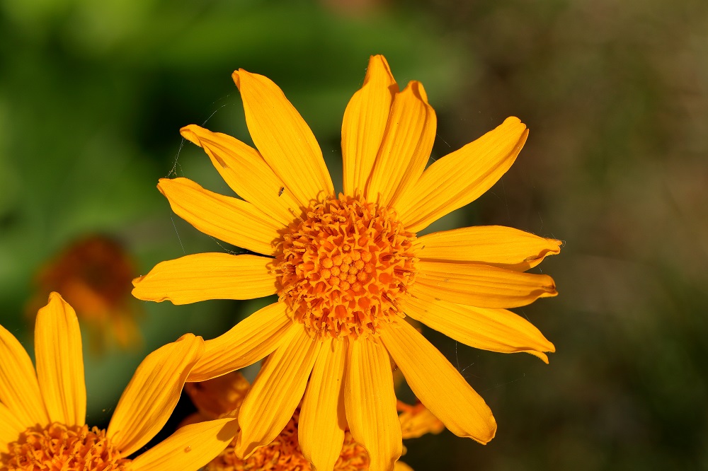 Bergarnika (Arnica montana) - eine unscheinbare Pflanze mit gesundheitsfördernden Eigenschaften